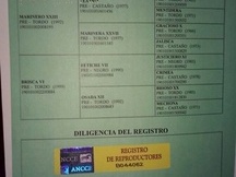 Vendo dos yeguas PRE