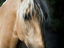 LUSITANO PERLA CON EL HIERRO DE YEGUADA LA PERLA 
