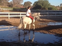 VENDO CABALLO 11 AÑOS DOMA-SALTO