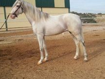 GRANDIOSO CABALLO P.R.E. MUY BUEN PRECIO