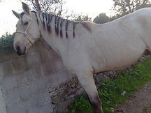 Potro baio PSL