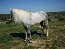 CABALLO P.R.E. GRAN ALZADA