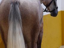 caballo tres sangres