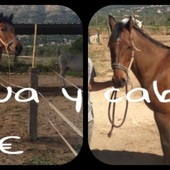 Vendo 2 caballos