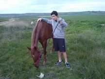 Caballo Anglo arabe