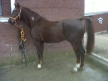 raza silla frances
