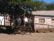 Caballo tordo para clasica