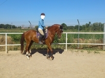 Vendo o cambio caballo