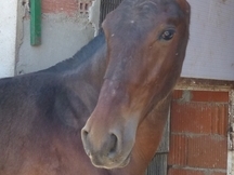 Vendo Caballos PRE