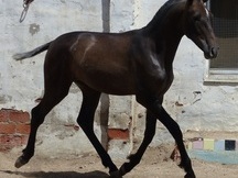Vendo Caballos PRE