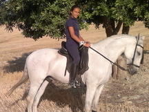 CABALLO HISPANO ARABE
