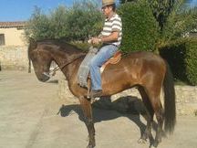 VENDO CABALLO P.R.E DE 3 AÑOS