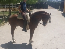 caballo lusitano, Ortigao Costa