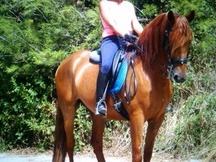 CABALLO ALAZAN PRE