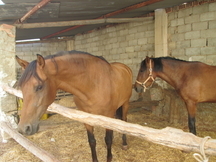 2 yeguas escalera