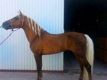 Pony D para salto y doma