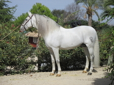 extraordinario semental pre