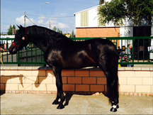 PRE - CASTAÑO MORCILLO