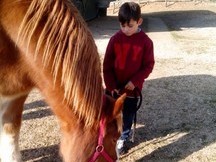 CABALLO DE EQUINOTERAPIA