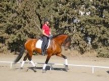 CABALLO P.R.E. DOMA CLASICA