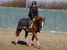 DARIUS, PONI C (VENDIDO)