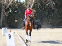 CABALLO MUY DAMADO EN CLASICA