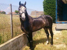 Caballo PRE tordo, buena carta, 6 años