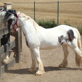 Yegua irish cob pura con CARTA de RAZA