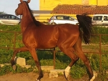 yegua anglo arabe/silla frances