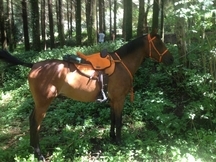 VENDO CABALLO ANGLO-ÁRABE