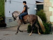 Caballo Puro Sangre Lusitano
