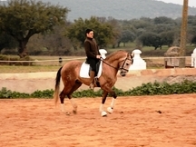 Duque - Lusitano