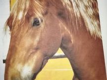 Vendo caballo alzada 1,75