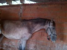 potro lusitano con pasaporte 