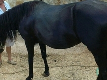 VENDO NOBLEZA PURA 