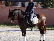 PRE 3 ans dressage