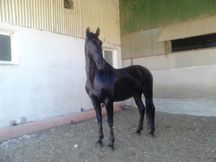 VENDO O CAMBIO CABALLO NEGRO