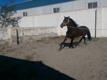 Se vende Caballo