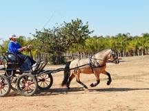venta de ponis