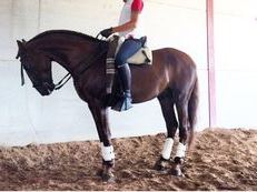 CABALLO LUSITANO ALAZAN