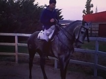 caballo lusitano 5 años