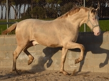 Espectacular potro PRE perlino en venta