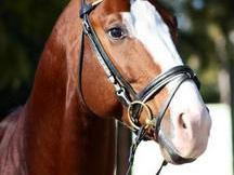Espectacular caballo cruzado hijo de sandro hit