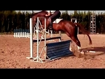 Caballo 5 años precioso