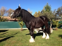 POTRO IRISH COB