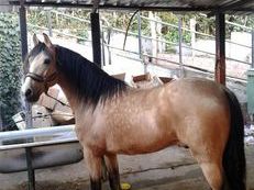 CABALLOS PRE Y PRA