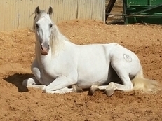 Caballo p.r.e. chiclana