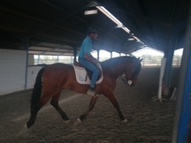 Caballo PRE en venta