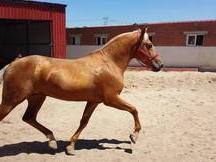 perla lusitano espectacular barroco 