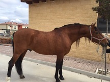 caballo pura raza español